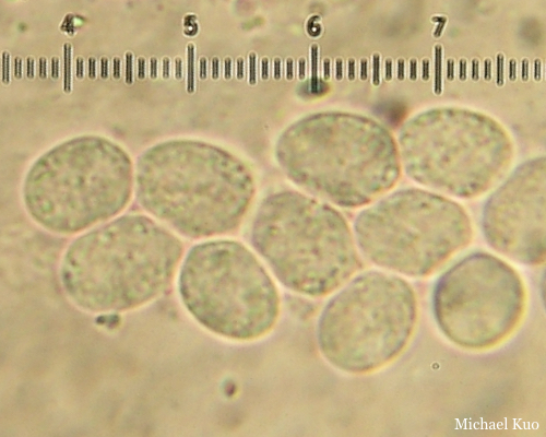 Ceratiomyxa fruticulosa
