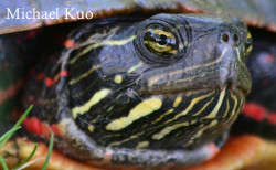 Chrysemys picta, painted turtle