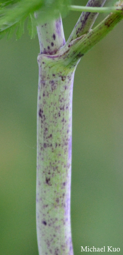 Conium maculatum