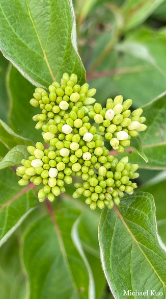 Cornus sericea