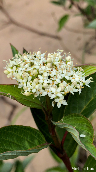 Cornus sericea