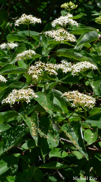 Cornus sericea