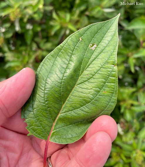 Cornus sericea