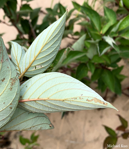 Cornus sericea