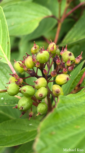 Cornus sericea