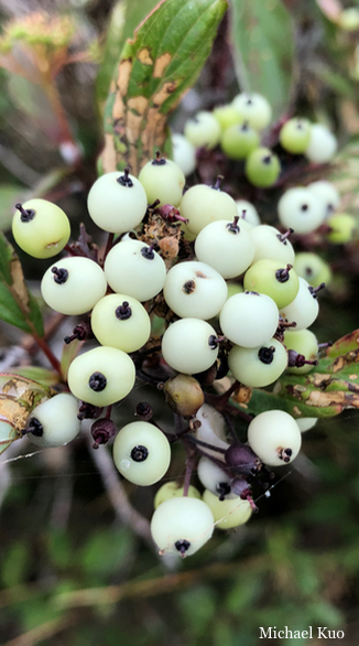 Cornus sericea