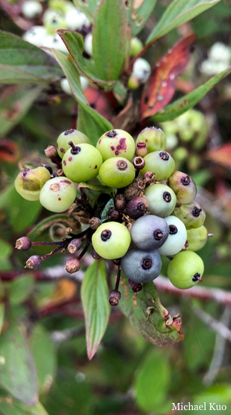 Cornus sericea