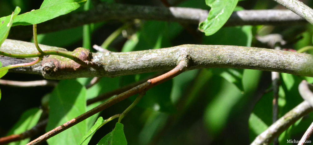 Cornus sericea