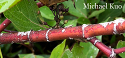 Cornus sericea