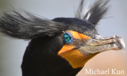 Phalacrocorax auritus, double-crested cormorant