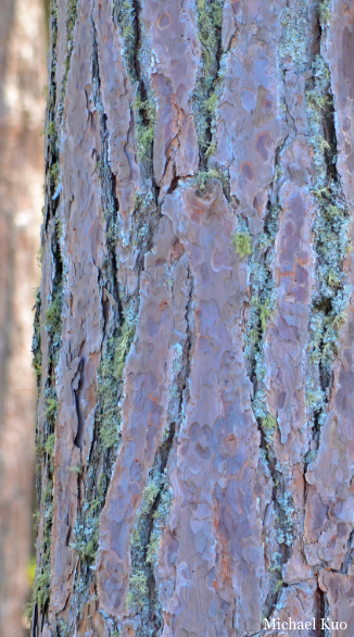 Pinus resinosa