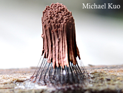 Stemonitis spp, chocolate tube slime mold