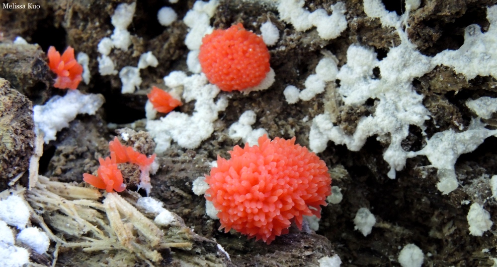 Tubifera ferruginosa