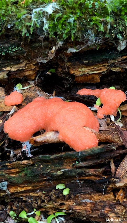 Tubifera ferruginosa