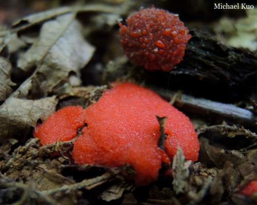 Tubifera ferruginosa