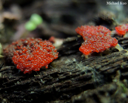 Tubifera ferruginosa