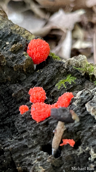 Tubifera ferruginosa