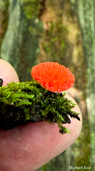 Tubifera ferruginosa