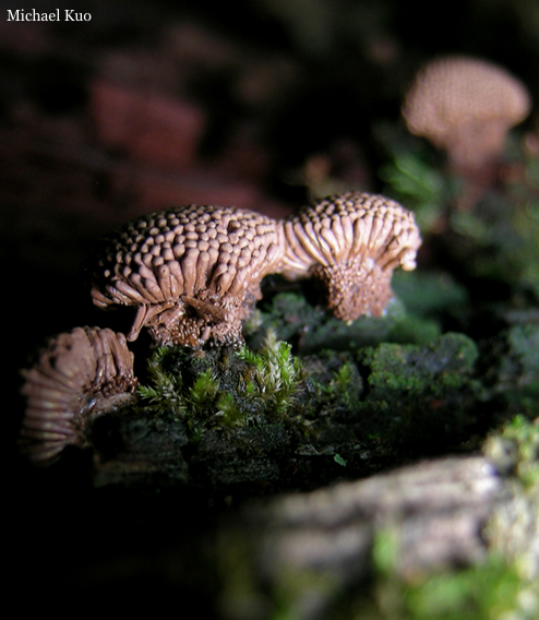 Tubifera ferruginosa