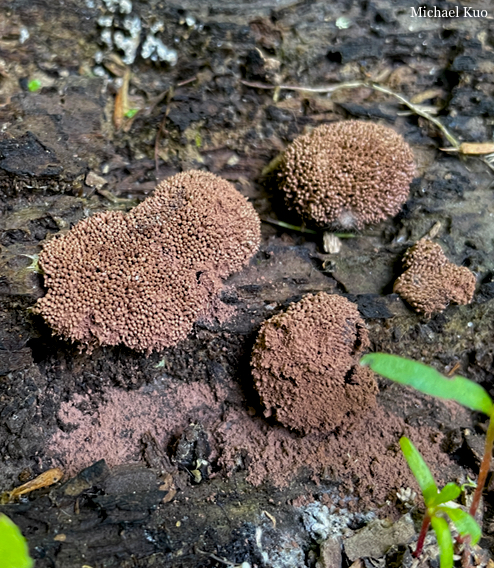 Tubifera ferruginosa