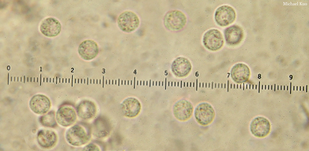 Tubifera ferruginosa