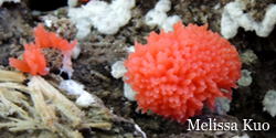 Tubifera ferruginosa